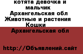 котята девочка и мальчик - Архангельская обл. Животные и растения » Кошки   . Архангельская обл.